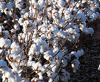 Cotton Maze