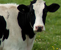 Milk a Cow
