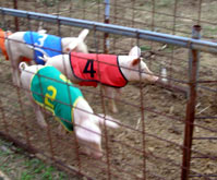 Pig Races