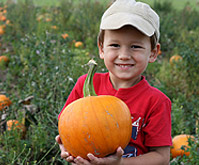 Pumpkin Patch