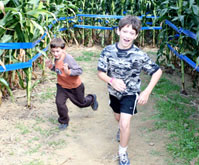 Corn Maze