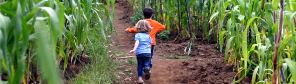 Giant 7-Acre Corn Maze
