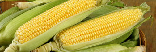 Sweet Corn